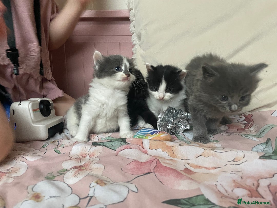 Mixed Breed cats for sale: Four beautiful kittens  - Image 7