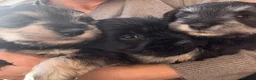 Miniature Schnauzer dogs for sale: Miniature schnauzers in Newark - Advert 9