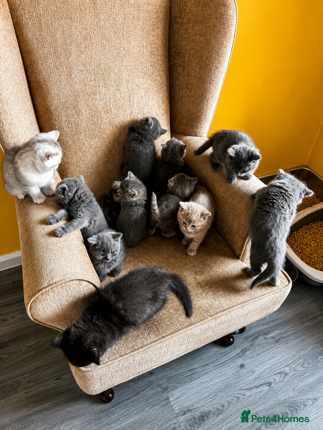 Maine Coon cats British shorthair x Maincoon.  - Advert 3