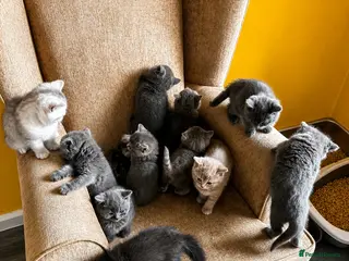 Maine Coon cats British shorthair x Maincoon. - Advert 3