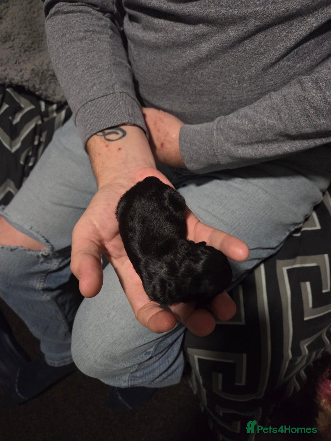 Cockapoo dogs for sale: Puppy cockapoos  - Advert 12