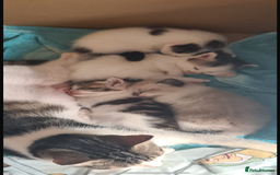 Domestic Shorthair cats for sale: Male kitten  - Image 6