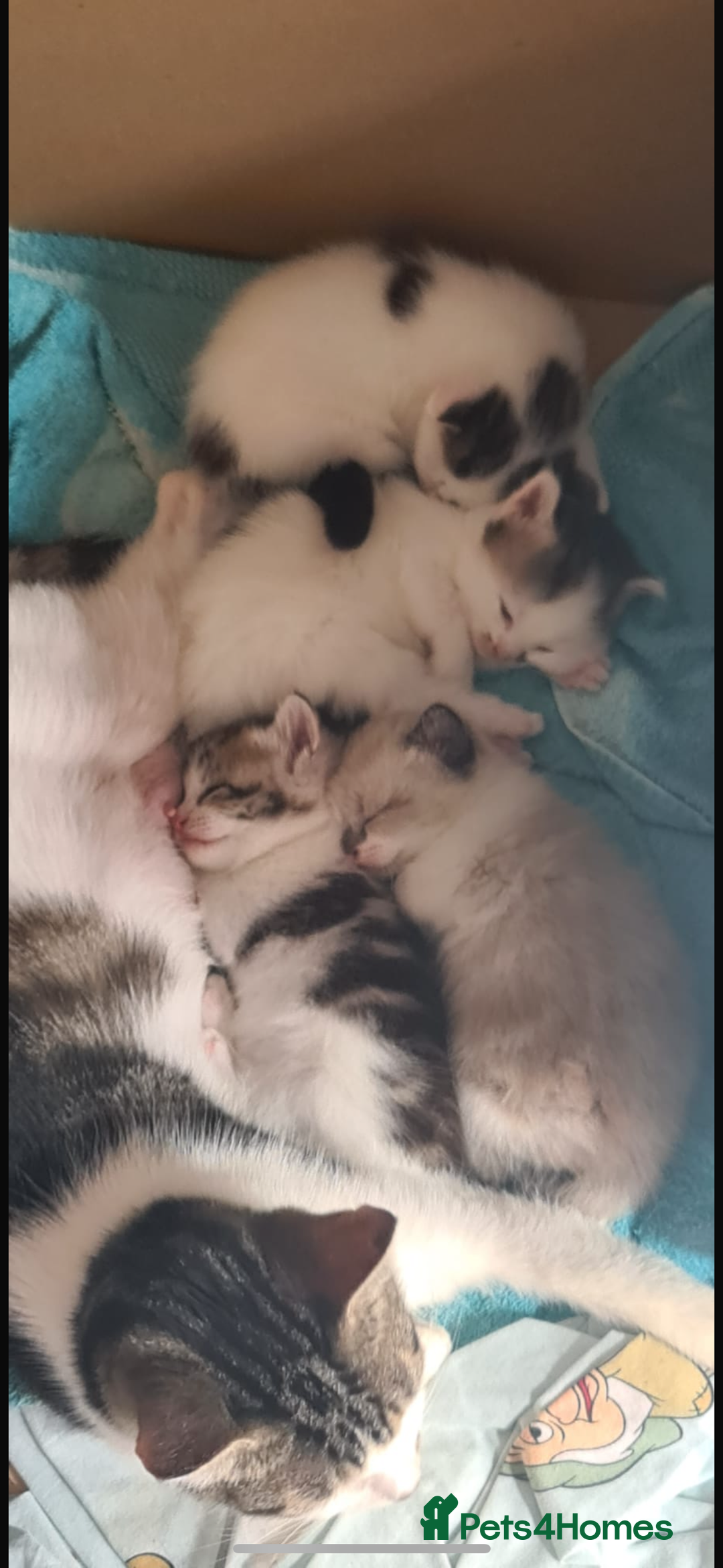 Domestic Shorthair cats for sale: Male kitten  - Image 6