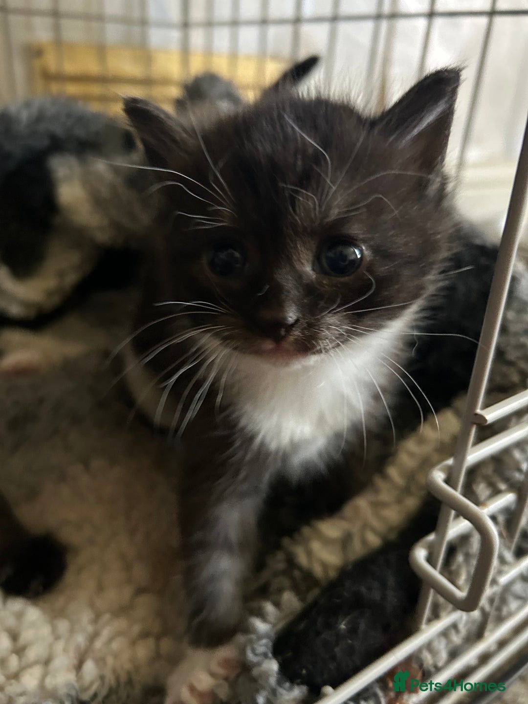 Mixed Breed cats for sale: 3 beautiful kittens for sale - Image 6