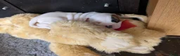 American Bulldog dogs for sale: American bulldog puppies - Advert 9