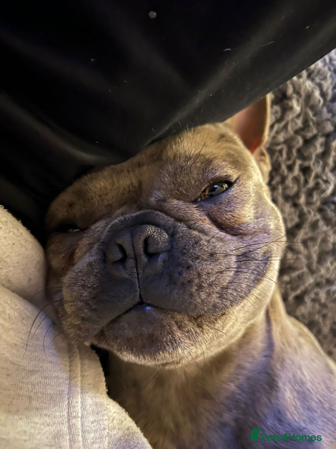 French Bulldog dogs for sale: 2 Year old male Blue Merle Frenchie - Image 4