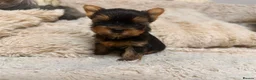 Yorkshire Terrier dogs for sale: Mini Yorkshire Terrier Puppies  - Advert 13