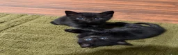 Domestic Shorthair cats for sale: 🐾 Gorgeous Black Shorthair Boy Kittens 🐾 - Advert 1