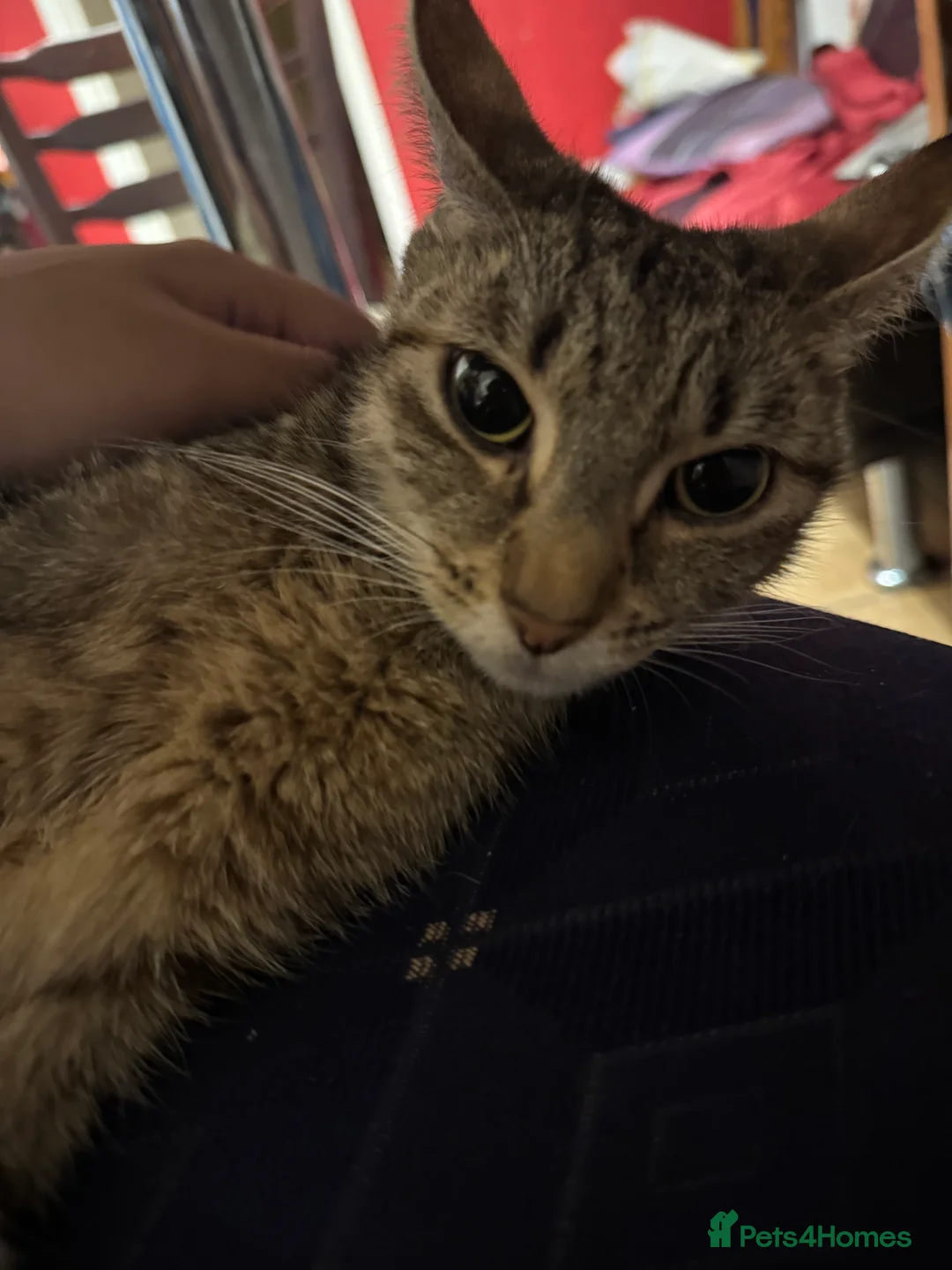 Mixed Breed cats for sale: CATS FOR FREE in London - Advert 2