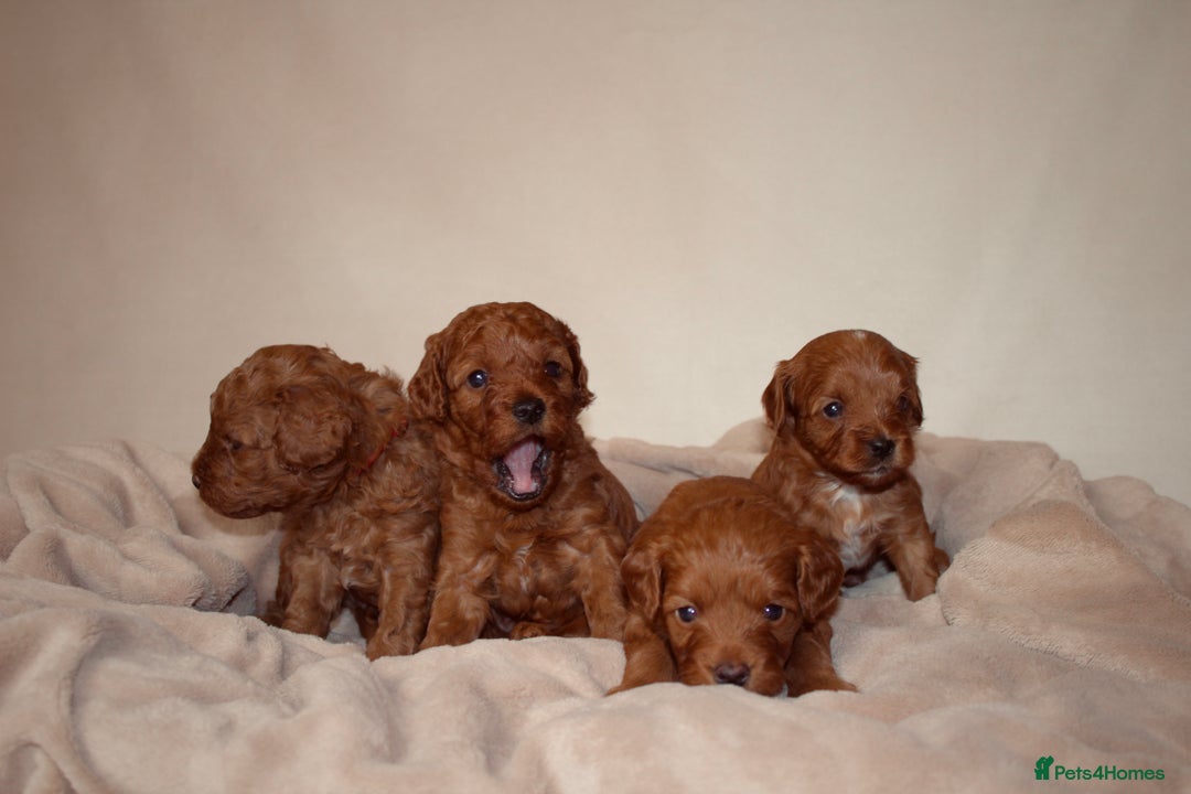 Cavapoo dogs for sale: 2 Beautiful F1B Cavapoo Boys Available!🩵 - Image 4