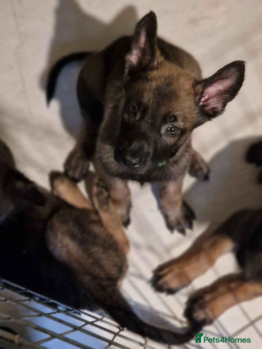 Belgian Shepherd Dog dogs for sale: Belgium Malinois Cross  - Image 6