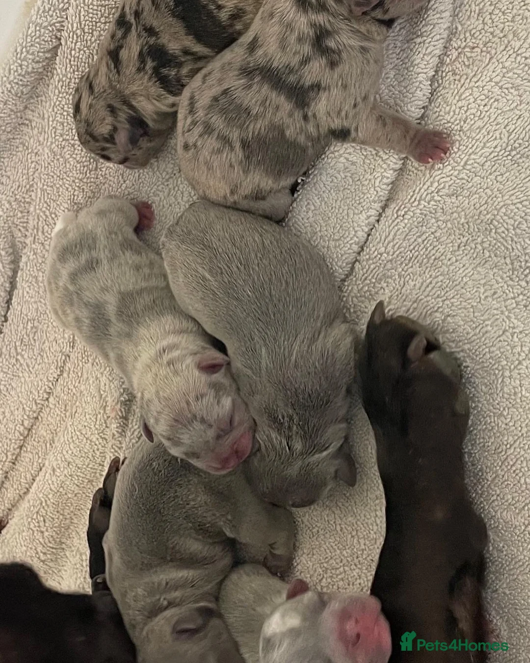 French Bulldog dogs for stud: LILAC AND TAN MERLE FRENCH BULLDOG STUD in Sunderland - Advert 15