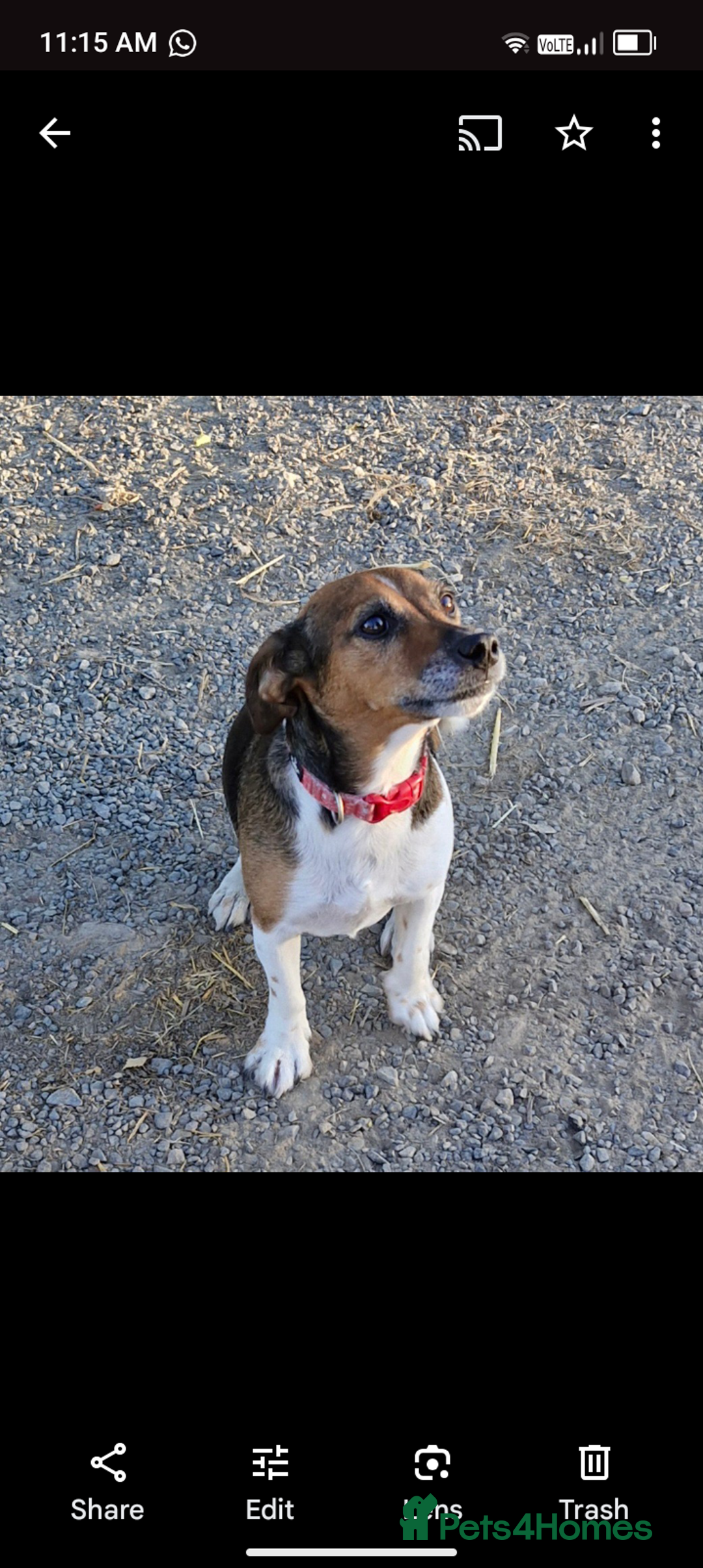 Jack Russell dogs for sale: Jack russell puppies - Advert 17