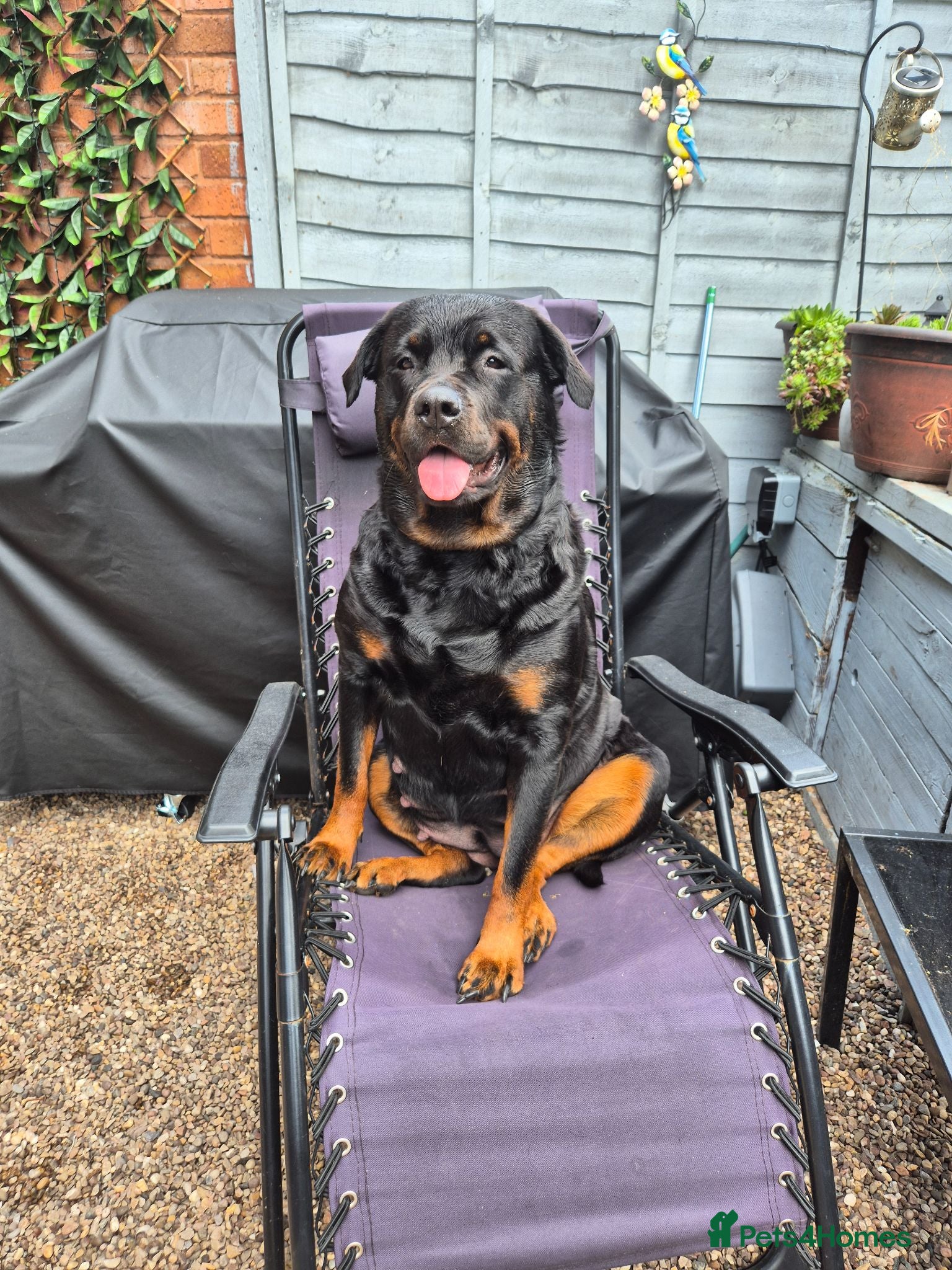 Rottweiler dogs Rottweiler puppies - Advert 1