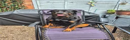 Rottweiler dogs for sale: Rottweiler puppies - Advert 1
