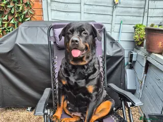 Rottweiler dogs X2 Girl Rottweiler puppies available - Advert 5