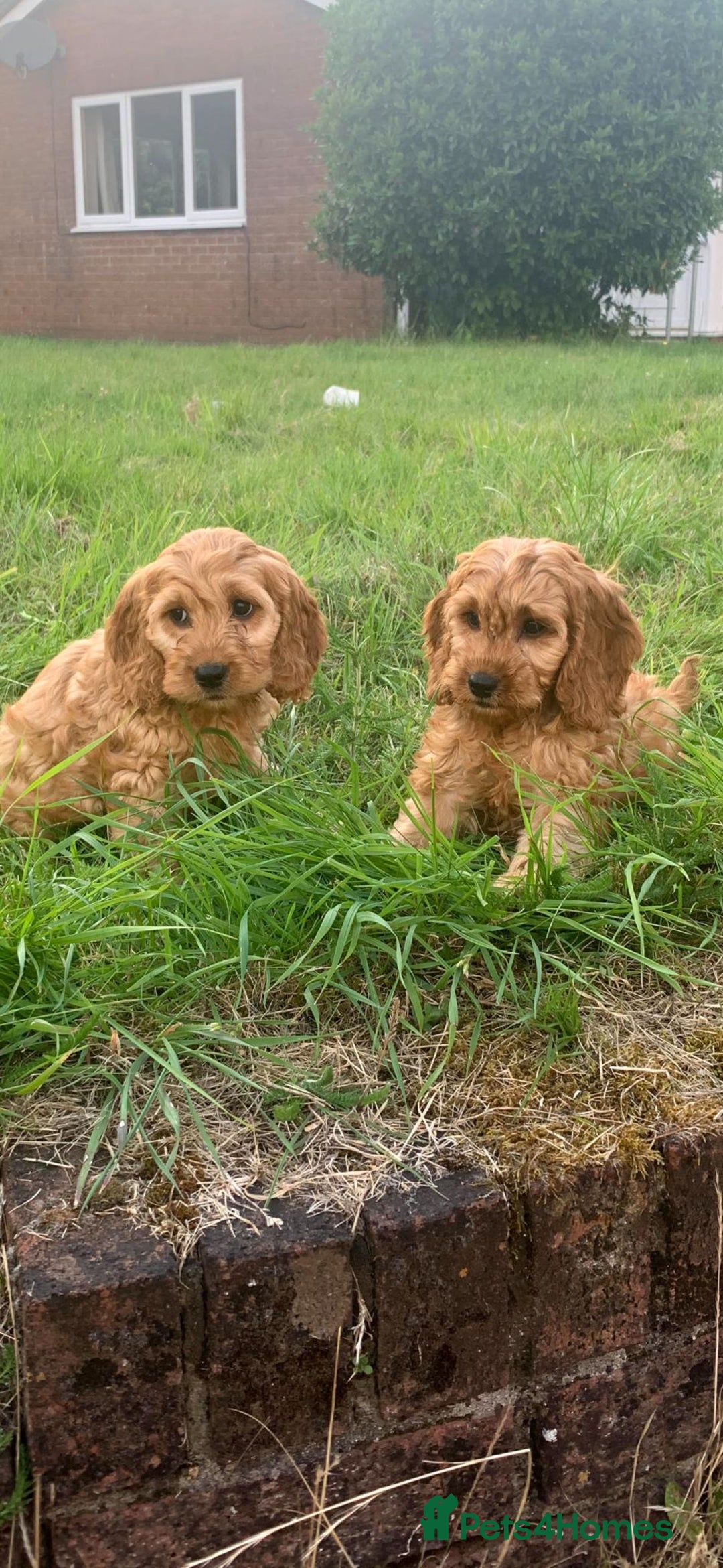 Cavapoo dogs for sale: Cavapoo puppies  - Image 2