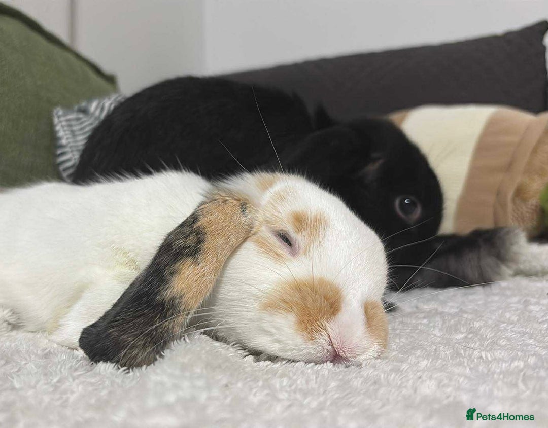Mini Lop rabbits for sale: Loving Home Needed for Two Holland Hop Rabbits  - Advert 2