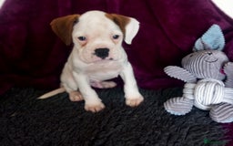 Boxer dogs for sale: KC Registered and ONLY 4 Left! See my 5* reviews - Image 10