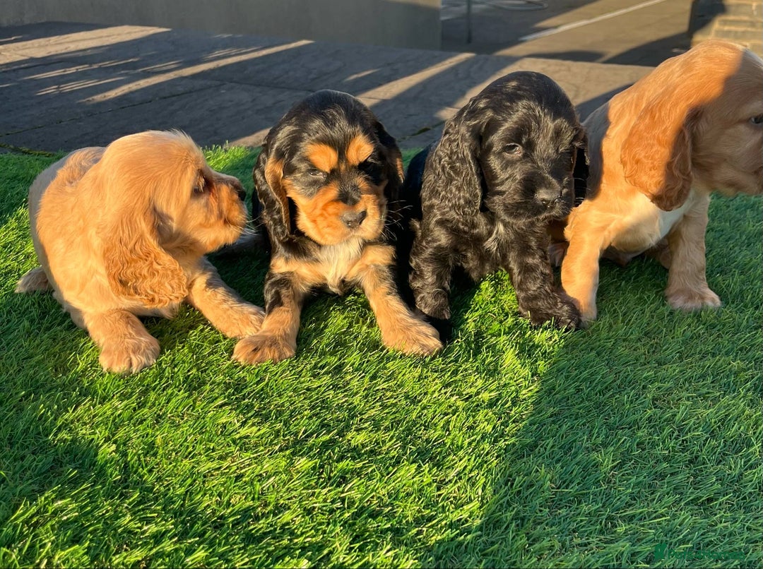 Cocker Spaniel dogs for sale: KC Registered Show Type Cocker Spaniels - Advert 3