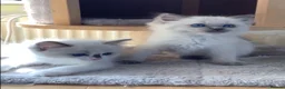 Ragdoll cats for sale: 🌟Beautiful registered Ragdoll kittens🌟 - Advert 6