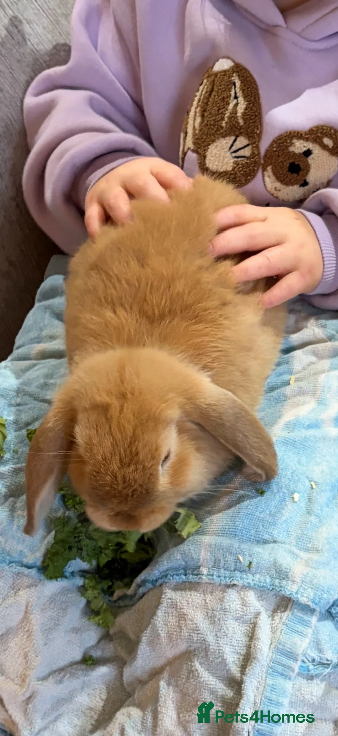 Mini Lop rabbits for sale: Beautiful mini lop sisters  - Advert 4