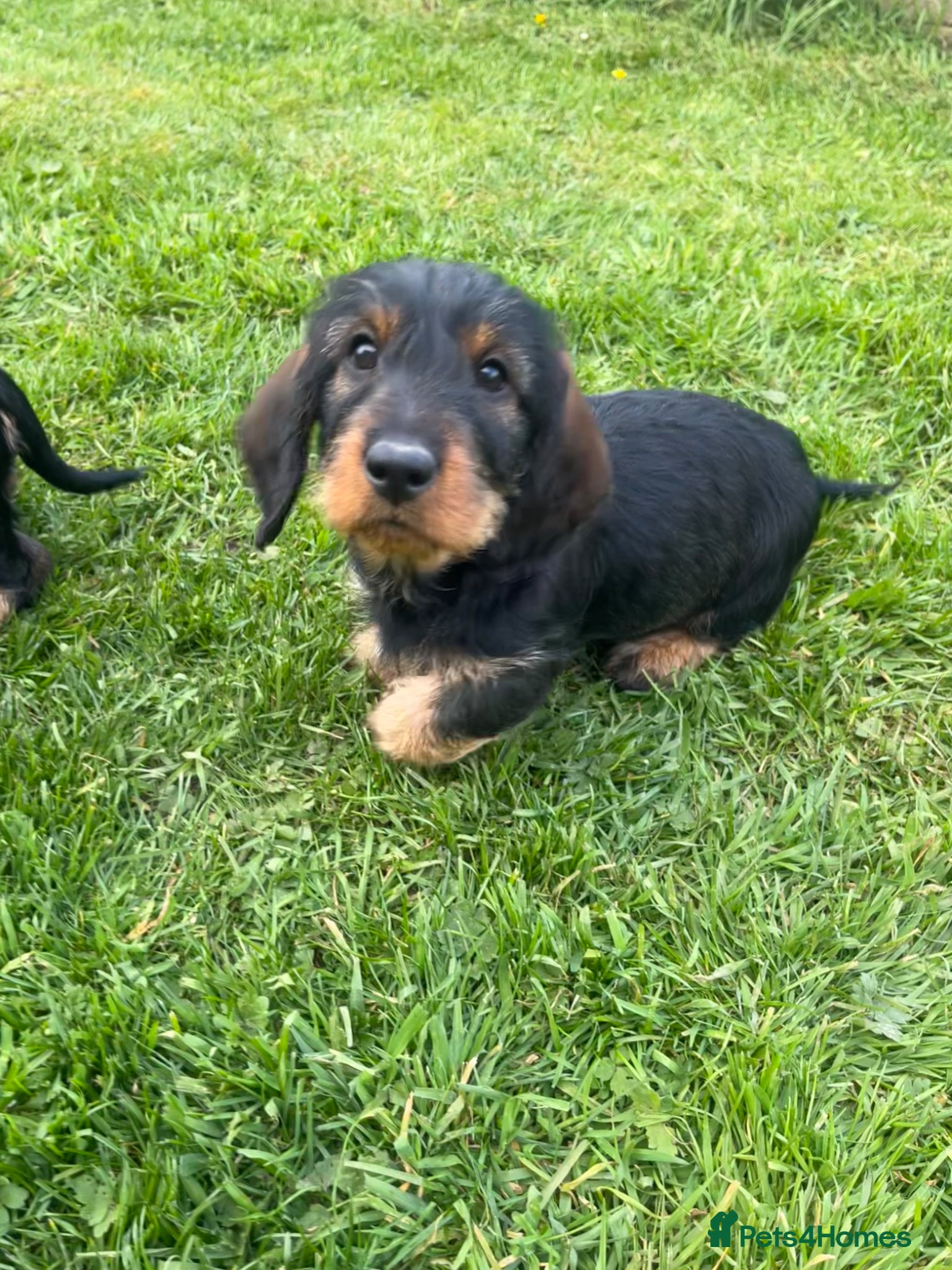 Dachshund dogs Kc registered Standard wire haired dachshund pups  - Advert 1