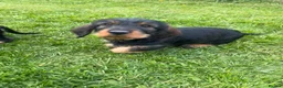 Dachshund dogs for sale: Kc registered Standard wire haired dachshund pups  - Advert 7