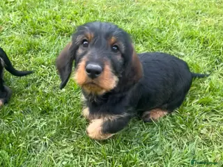 Dachshund dogs Kc registered Standard wire haired dachshund pups - Advert 1