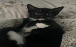 Mixed Breed cats for sale: 2 adorable boys READY TO GO - Image 2