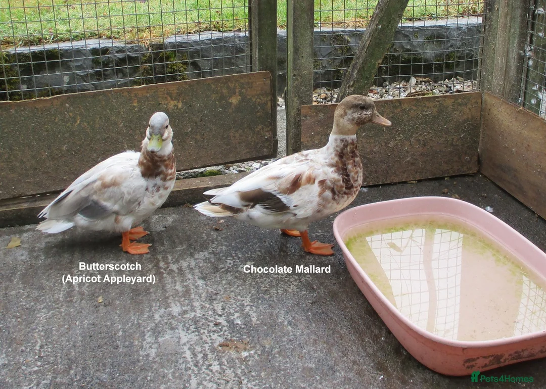 Ducks poultry for sale: Various Call Ducks - Advert 2