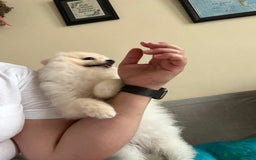 Pomeranian dogs for sale: Pure breed Pomeranian boy and girls  in London - Image 19