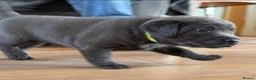 Labrador Retriever dogs for sale: KC Charcoal & Silver Labradors – Health Tested - Advert 12