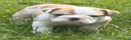 English Bulldog dogs for sale: 🐾 EXCEPTIONAL OLDE ENGLISH BULLDOG PUPPIES 🐾 - Advert 21