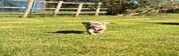 Cane Corso dogs for sale: 5 Towns Corsos Spring litter  - Advert 20