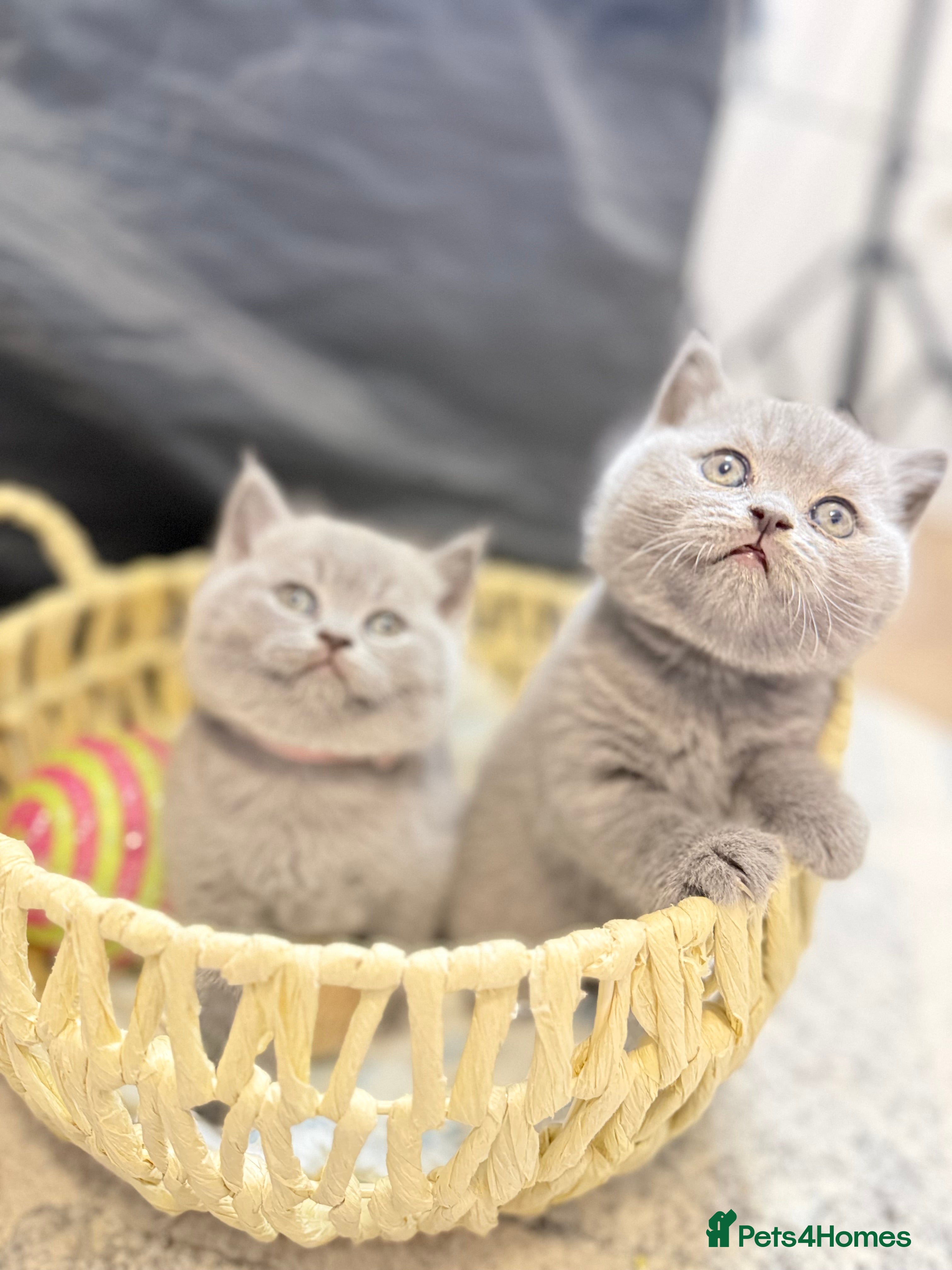 British Shorthair cats 100% Pure Pedigree Champion line Bsh Reg. Kittens - Advert 12