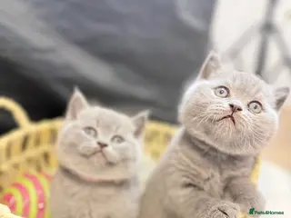 British Shorthair cats 100% Pure Pedigree Champion line Bsh Reg. Kittens - Advert 12