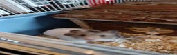 Hamster rodents for sale: Syrian hamster  - Advert 1