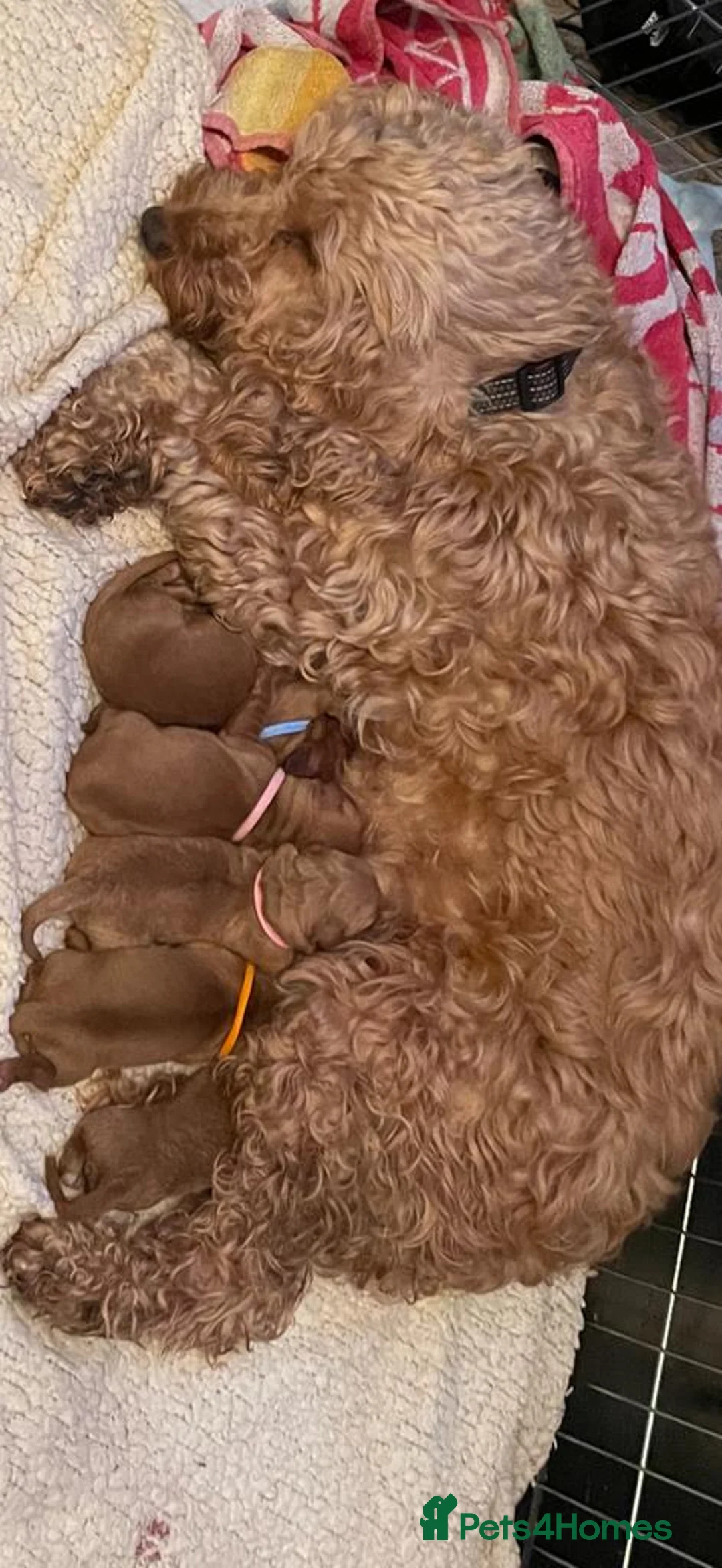 Cockapoo dogs for stud: 100% Proven F1 Fox Red Cockapoo, Stud only in Kirkcaldy - Advert 17