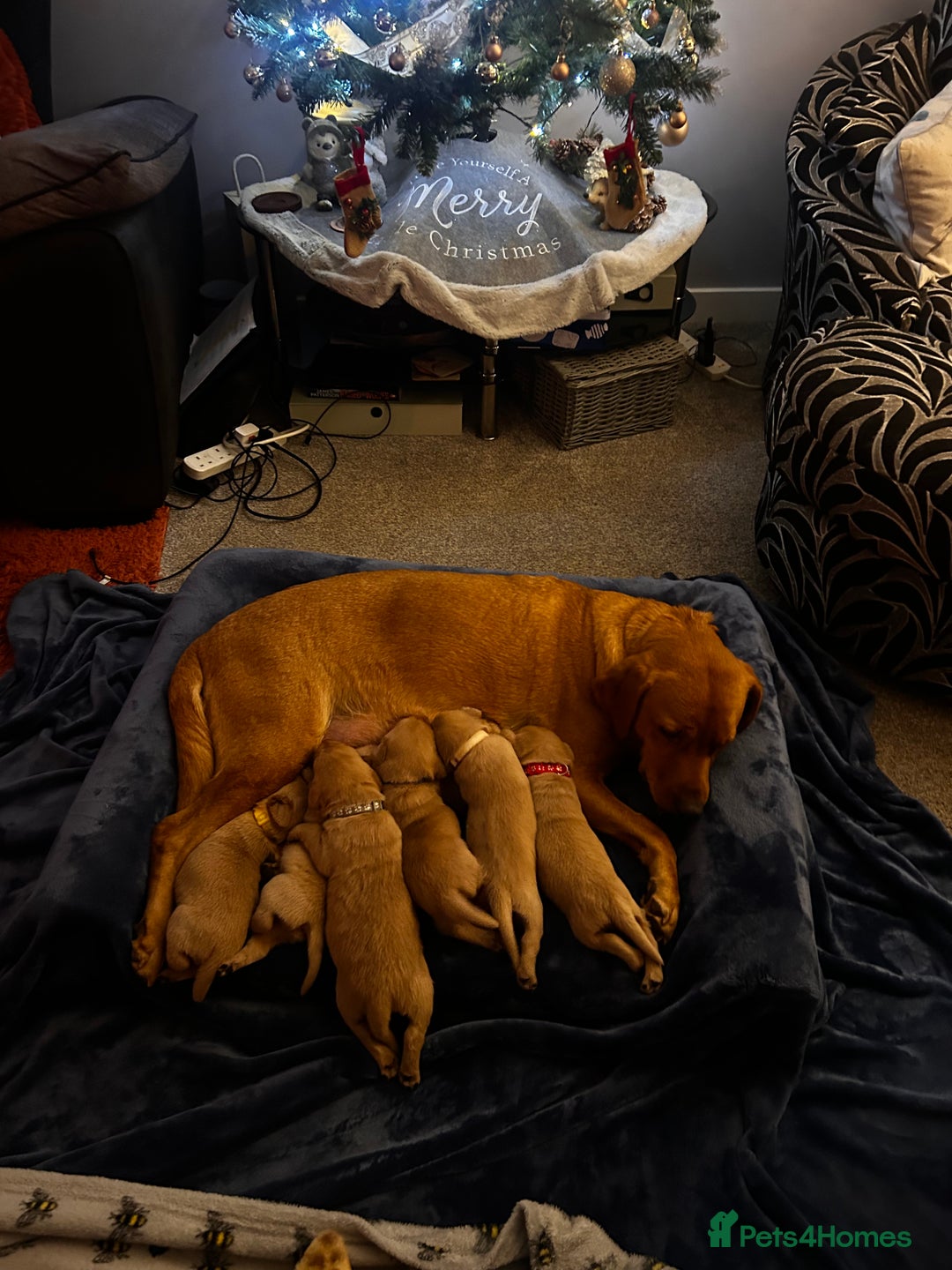 Labrador Retriever dogs for sale: Red fox Labrador puppies  - Advert 8