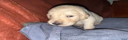 Golden Retriever dogs for sale: KC Golden retriever pups, fame & champion lines - Advert 29