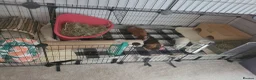 Guinea Pig rodents for sale: 2 male and 3 female guinea pigs in Coalville - Advert 4