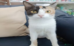 Arabian Mau cats for adoption: Patches - Image 2