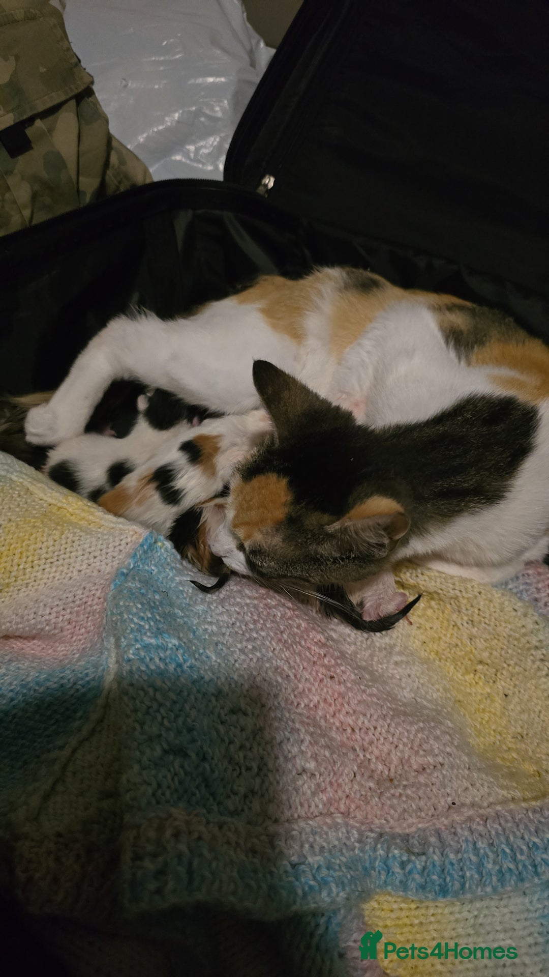 Mixed Breed cats for sale: Stunning litter of 6 kittens!  - Image 4