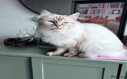 British Shorthair cats for sale: 8 week old kitten  - Image 3