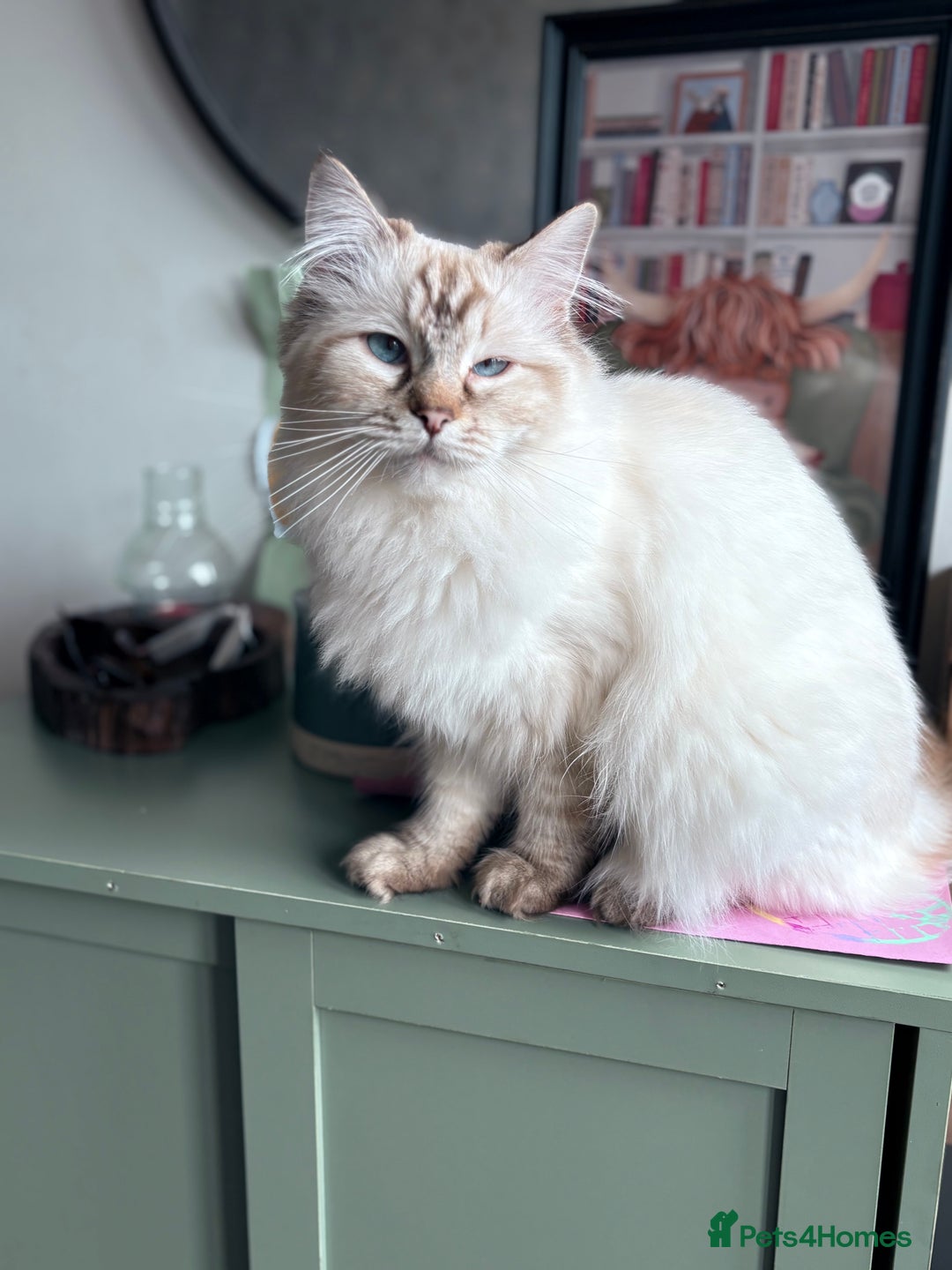 British Shorthair cats for sale: 8 week old kitten  - Image 3