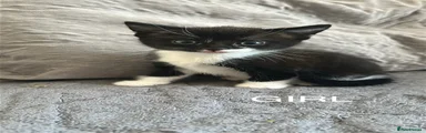 Mixed Breed Kitten 3