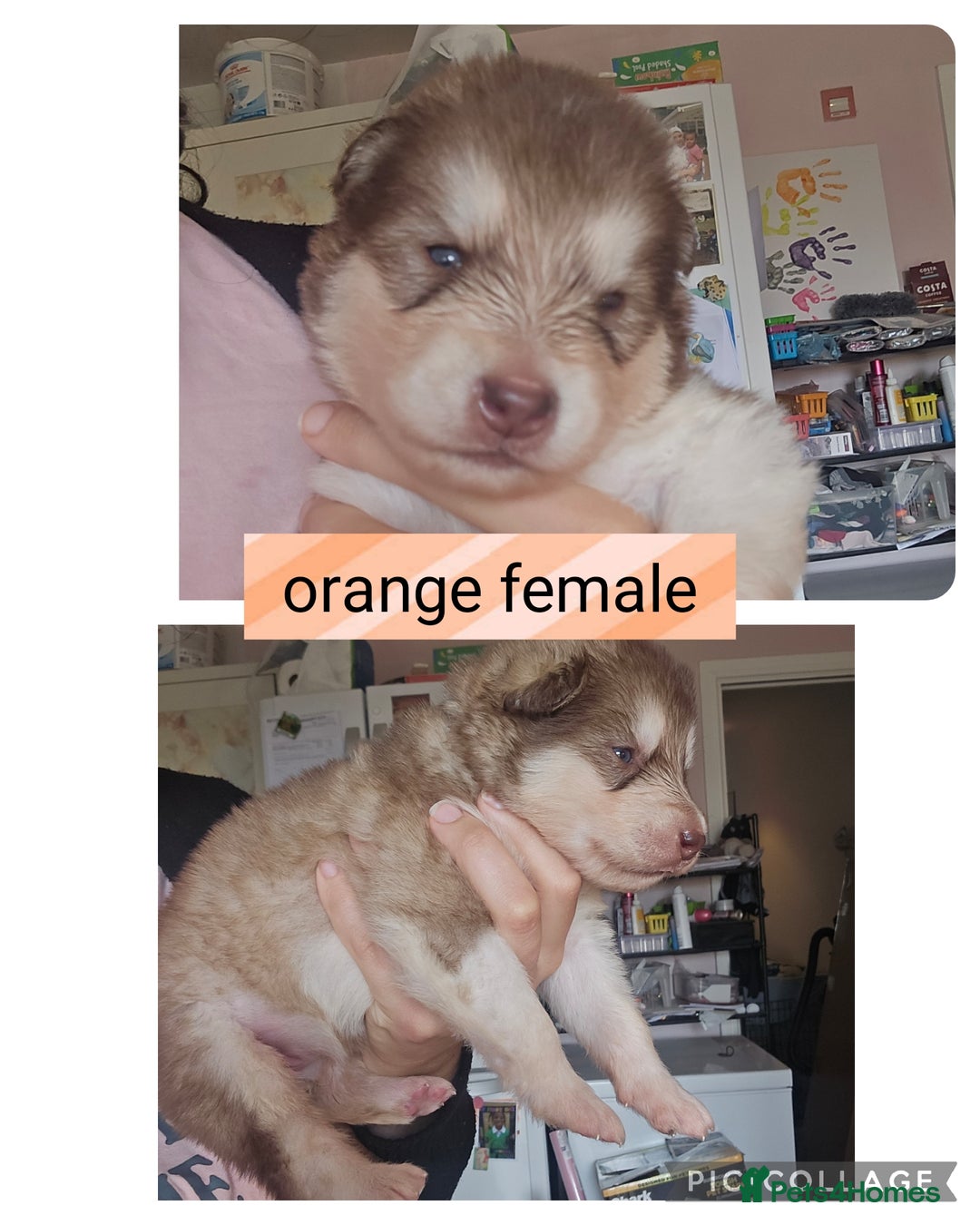 Alaskan Malamute dogs for sale: Alaskan malamute puppies for sale - Image 6