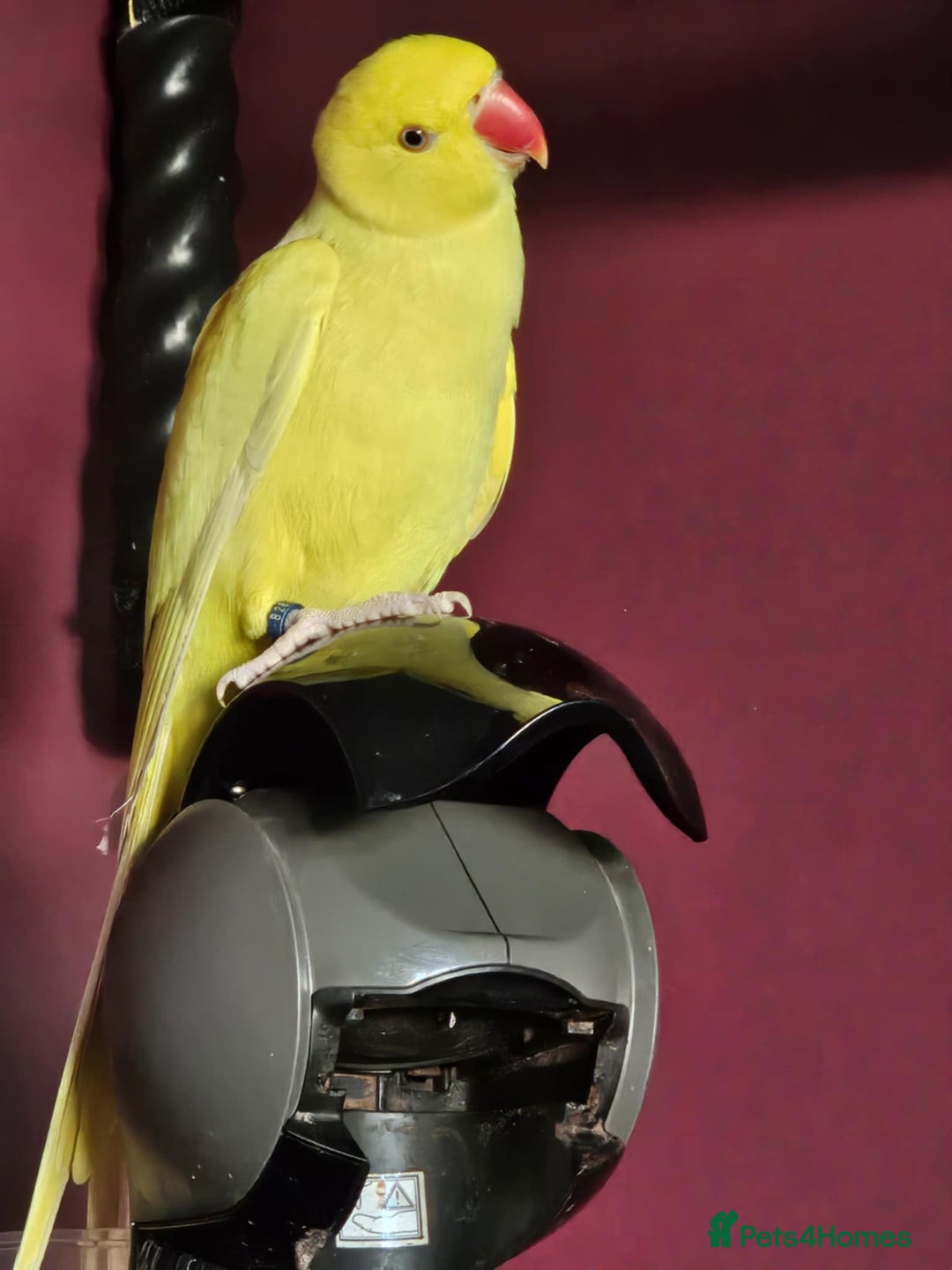 Ringnecks birds for sale: ringneck in Pontefract - Image 4