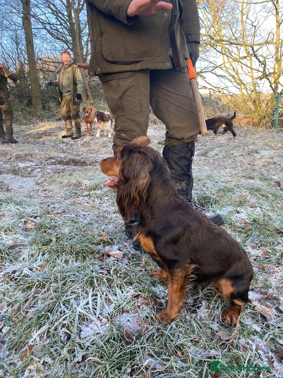 Cocker Spaniel dogs for sale: Tricolour choc and tan cocker spaniels  - Advert 6